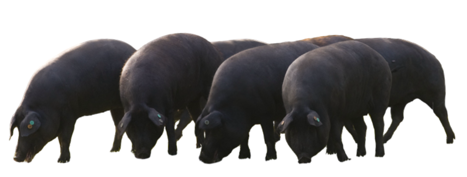 Ibericoschweinegruppe